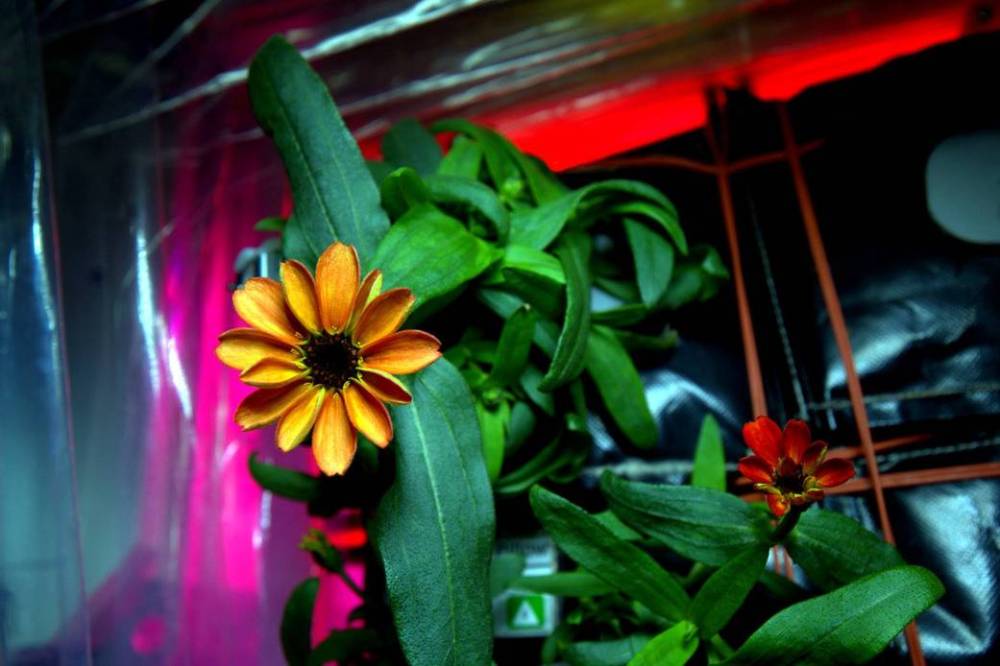 "Space Flower," the first flower grown on orbit (NASA)