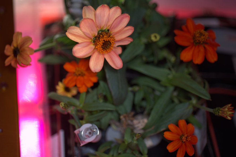 CZlBqZPUsAANQXJ.jpg-large