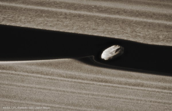 Daphnis colored 1-16-17