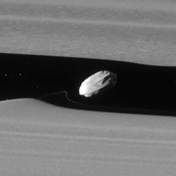 Enlargement of Daphnis from the Jan. 18 Cassini image. (NASA/JPL/SSI/J. Major)